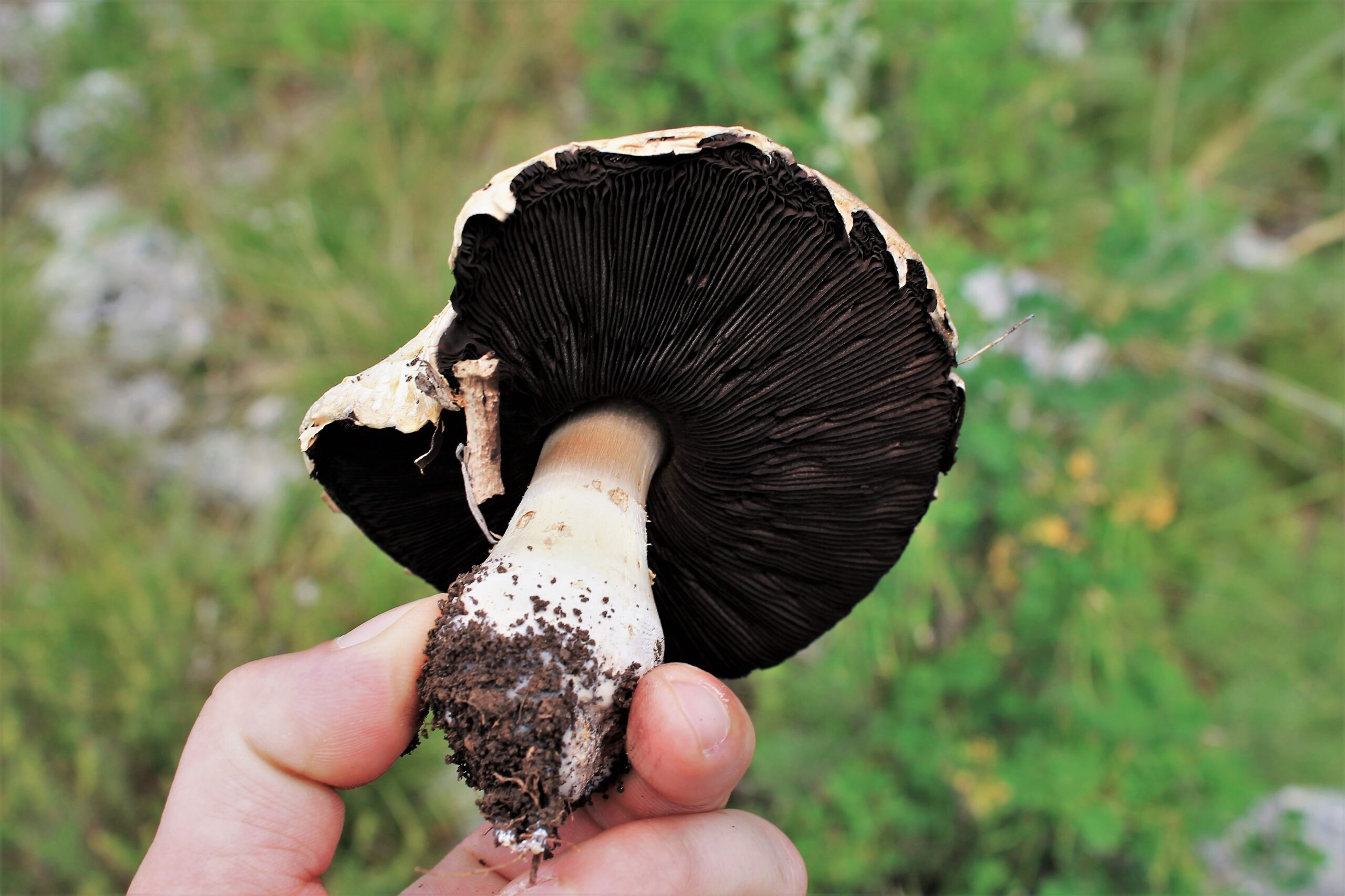 Rudnjaca Pecurka