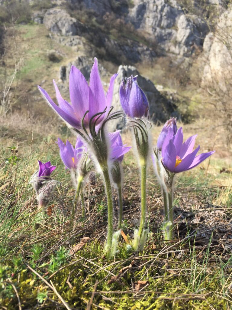 Планинска саса - Pulsatilla montana биљка из фамилије Ranunculaceae. Планинска саса је под законском заштитом I степена као природна реткост у флори Србије. Припада групи мезијских ендмита